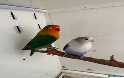 Lovebirds birds for sale: Proven breeding pair for Sale - Image 11