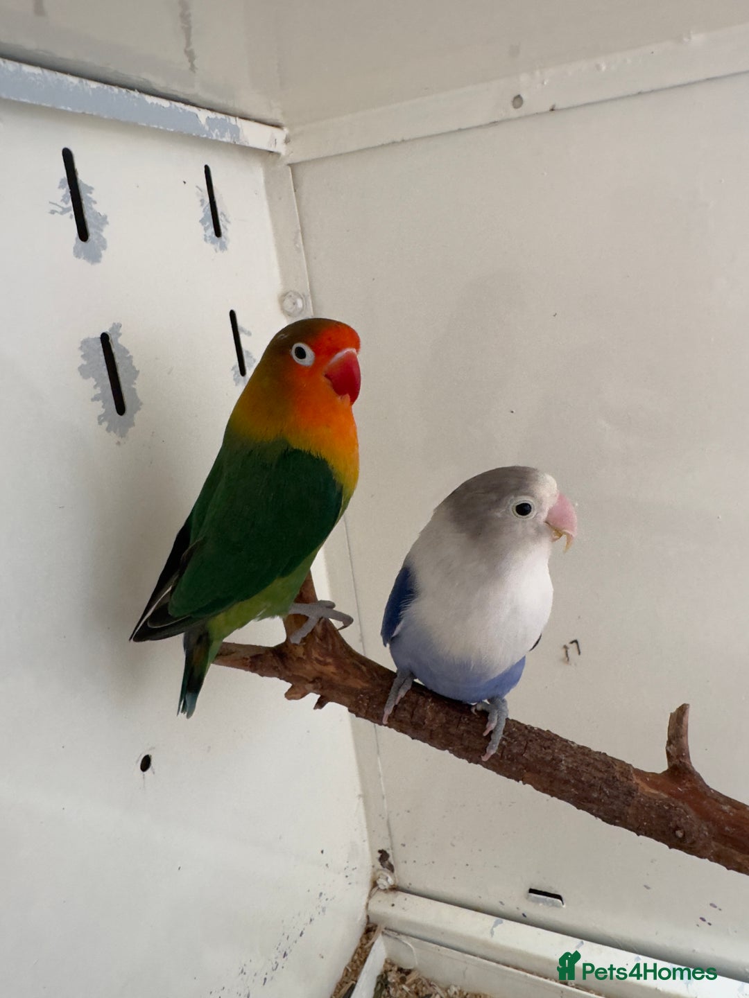 Lovebirds birds for sale: Proven breeding pair for Sale - Image 11