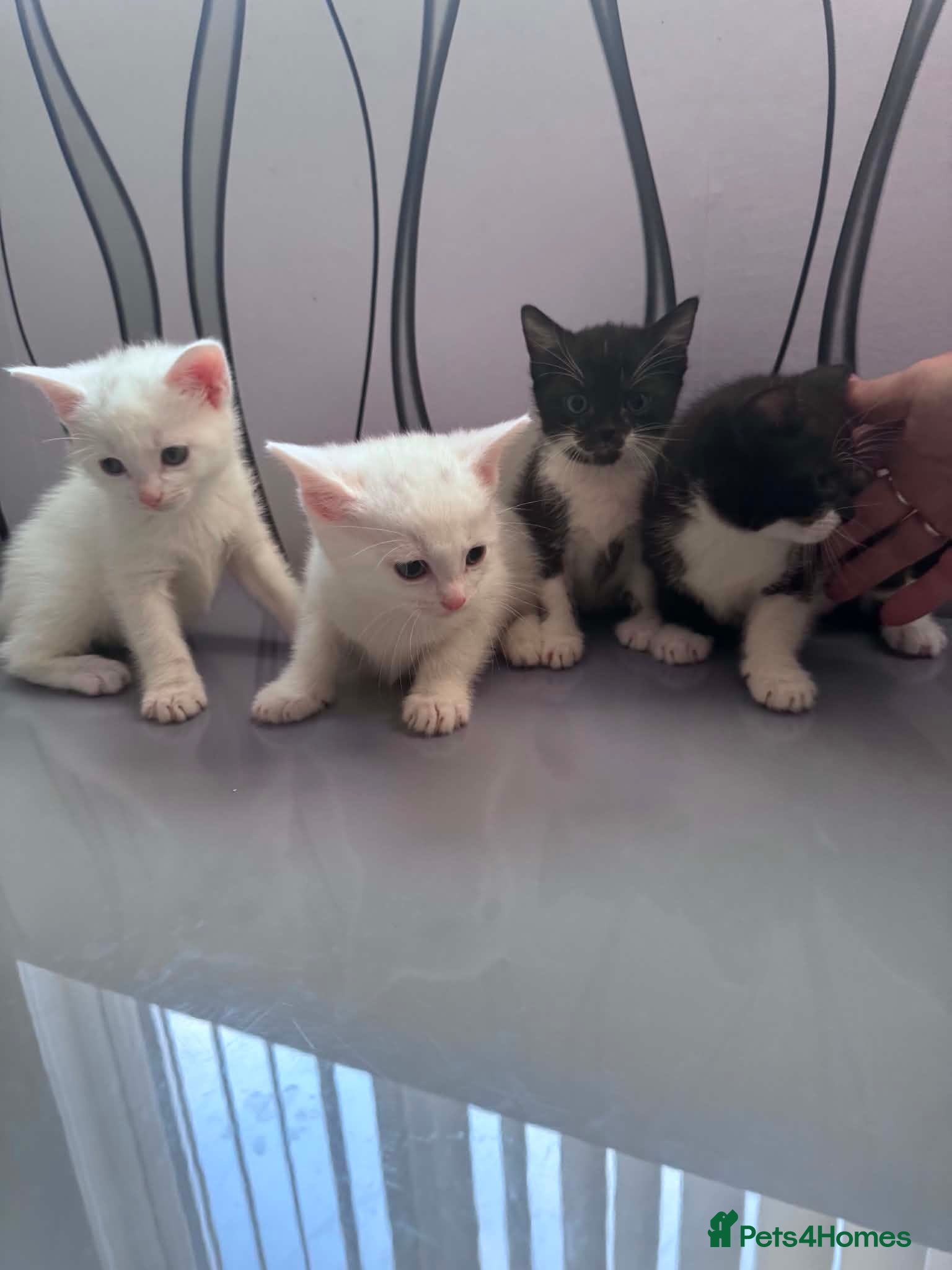 Mixed Breed cats Tonkinese cross kittens  - Advert 3