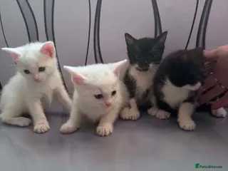 Mixed Breed cats Tonkinese cross kittens - Advert 3