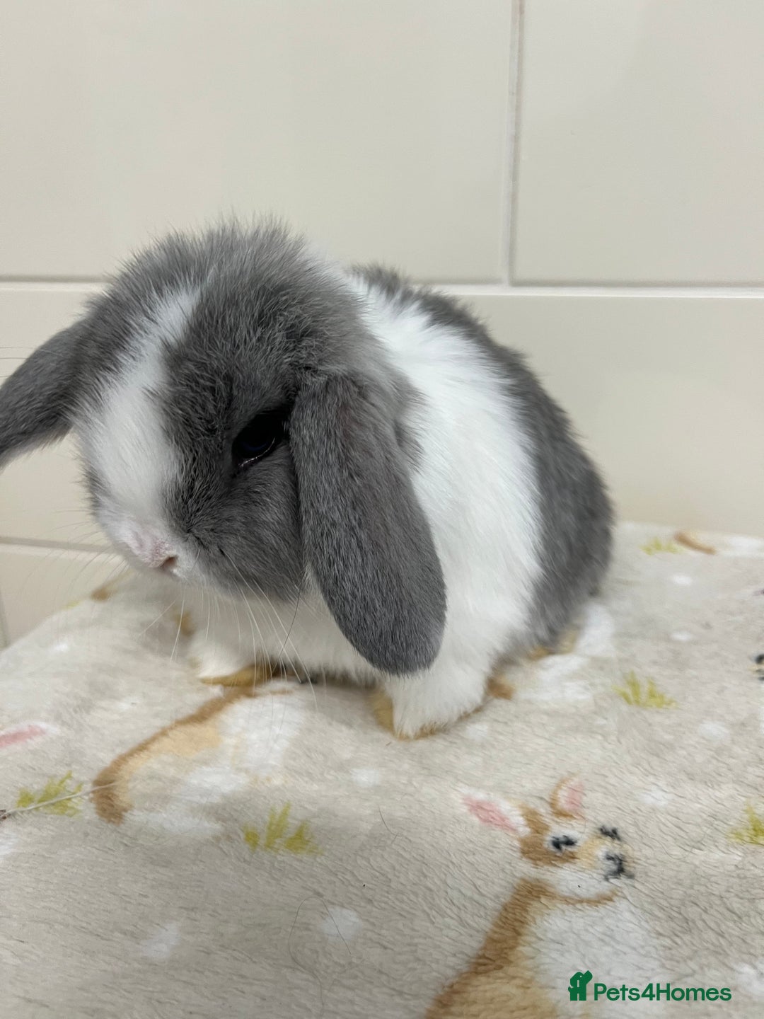 Mini Lop rabbits for sale: Stunning litter of mini lops ready soon  - Advert 1