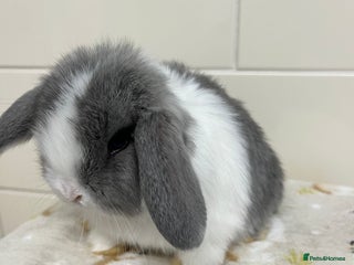 Mini Lop rabbits Stunning litter of mini lops ready soon - Advert 3