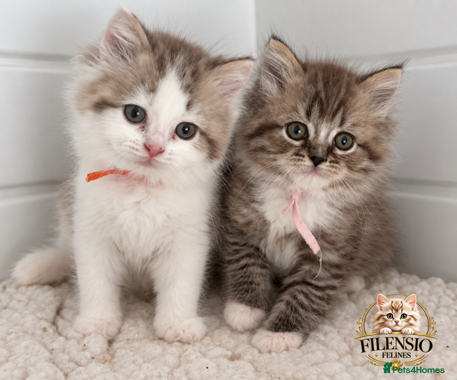 RagaMuffin cats Beautiful Authentic RagaMuffin girls - Advert 4