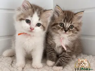 RagaMuffin cats Beautiful Authentic RagaMuffin girls - Advert 7