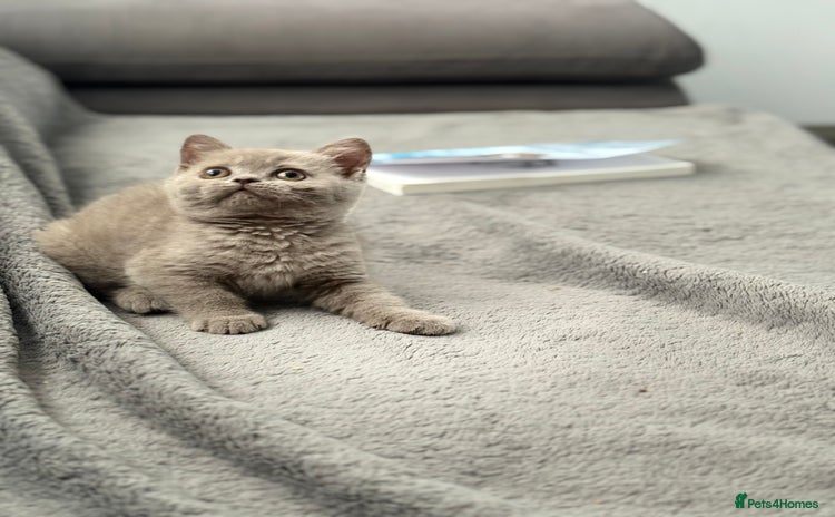 British Shorthair cats - Advert 1
