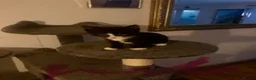British Shorthair cats for sale: 1 black and white girl left from the litter of 6  - Advert 6