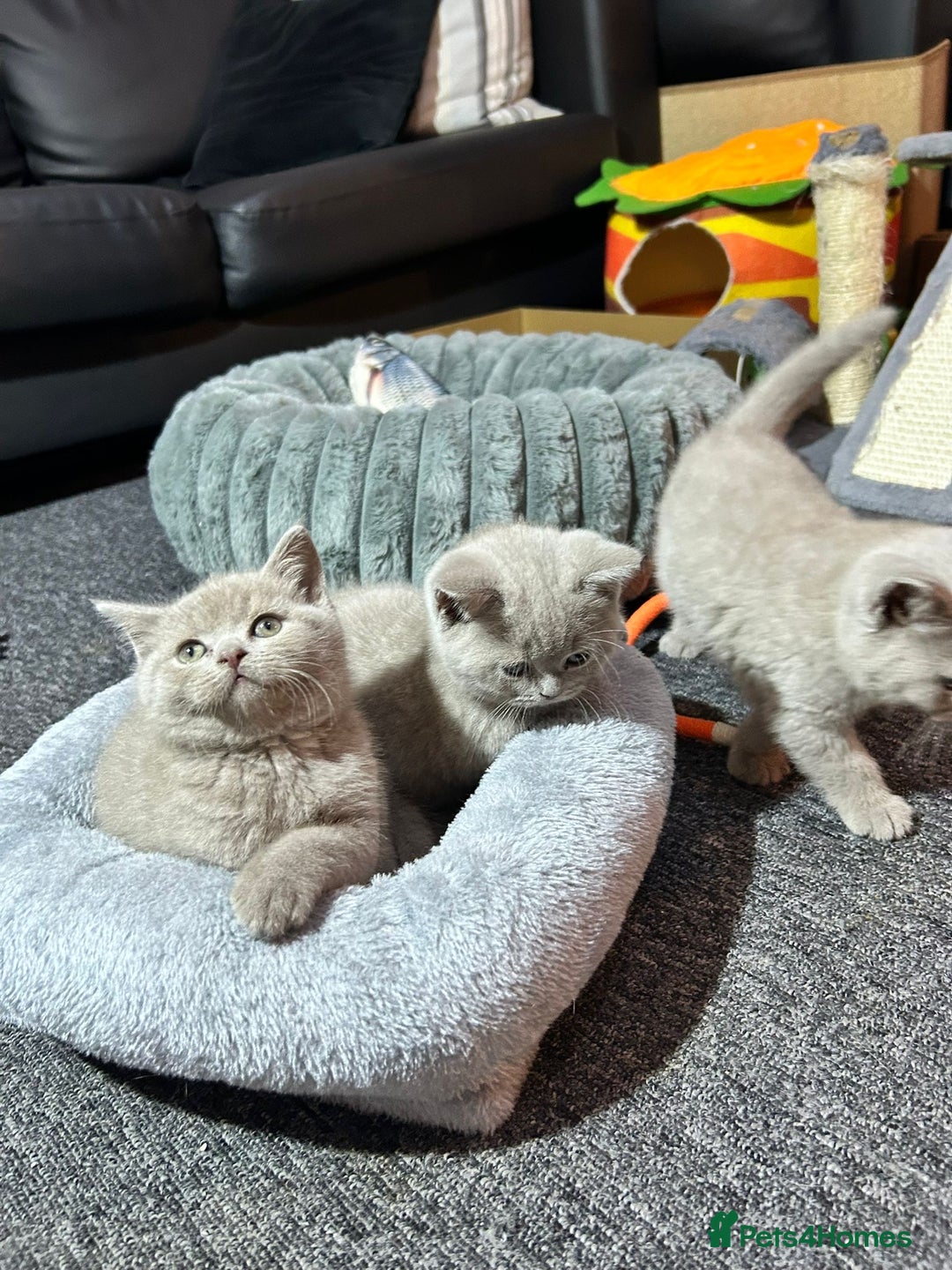 British Shorthair cats for sale: Stunning British Shorthair Lilac are available  - Advert 21