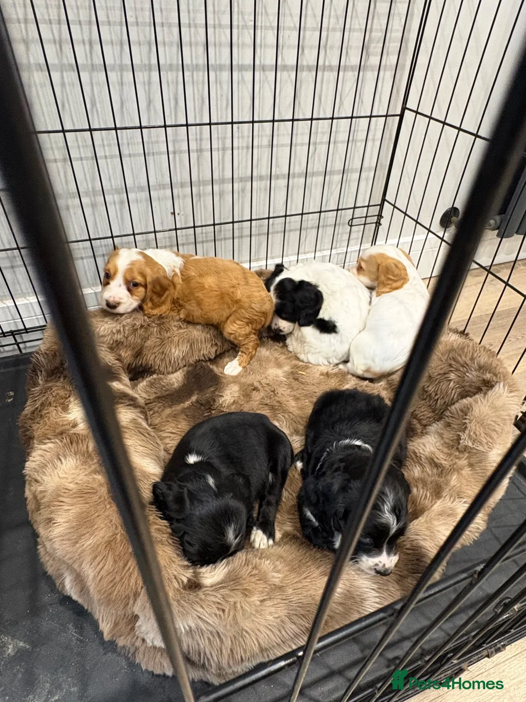 Cocker Spaniel dogs for sale: Working Cocker Spaniel Puppies  - Advert 1