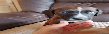 Mixed Breed 5