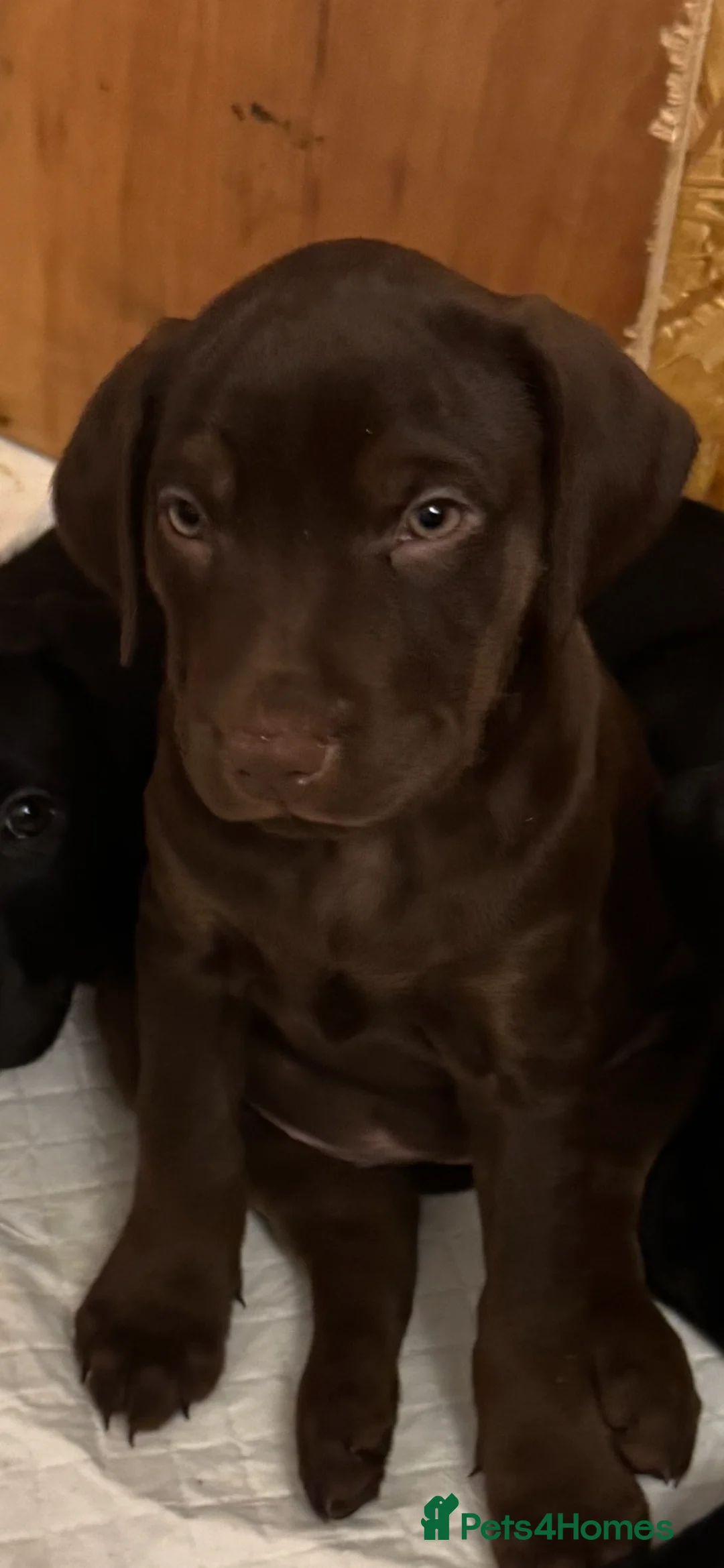 Mixed Breed dogs for sale: Mixed bread staff/sharpie-cavapoo f2 - Advert 37