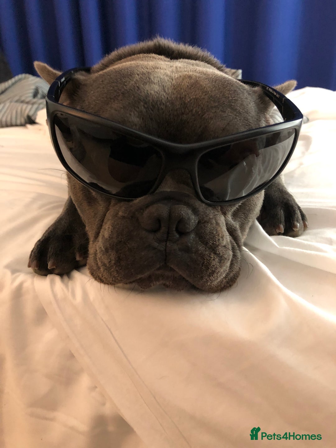 French Bulldog dogs for stud: Blue&Tan French Bulldog ready for stud £500 in Northampton - Advert 14
