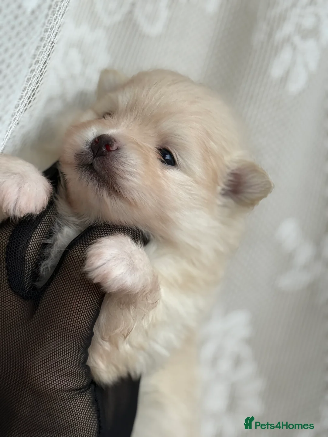 Pomeranian dogs for sale: Black and cream puppies - Advert 18