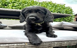 Mixed Breed dogs for sale: Gorgeous litter of 8 x F1 Sprocker Spaniels - Image 6