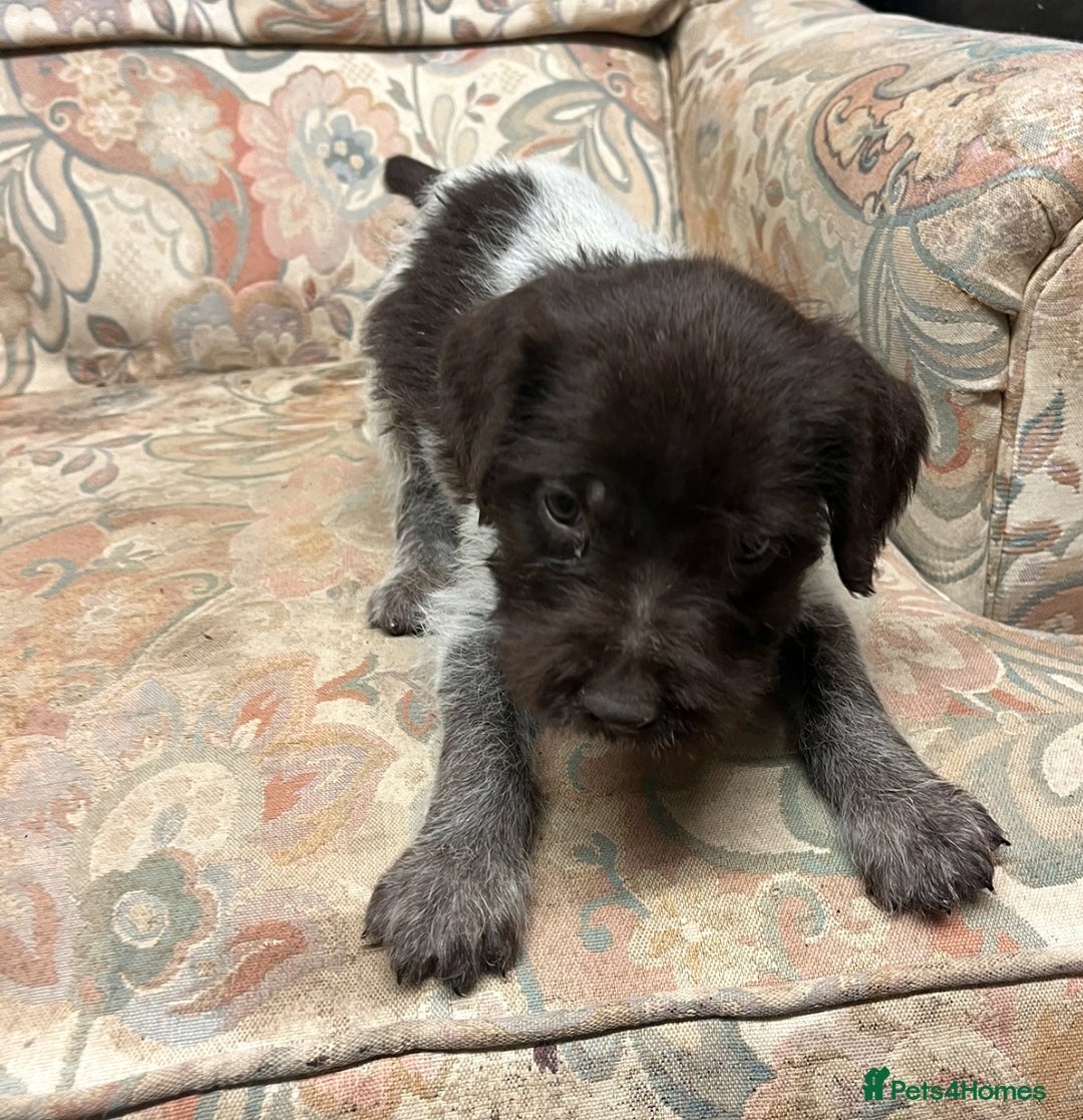 German Wirehaired Pointer dogs for sale: Gorgeous GWP Puppies  - Advert 16