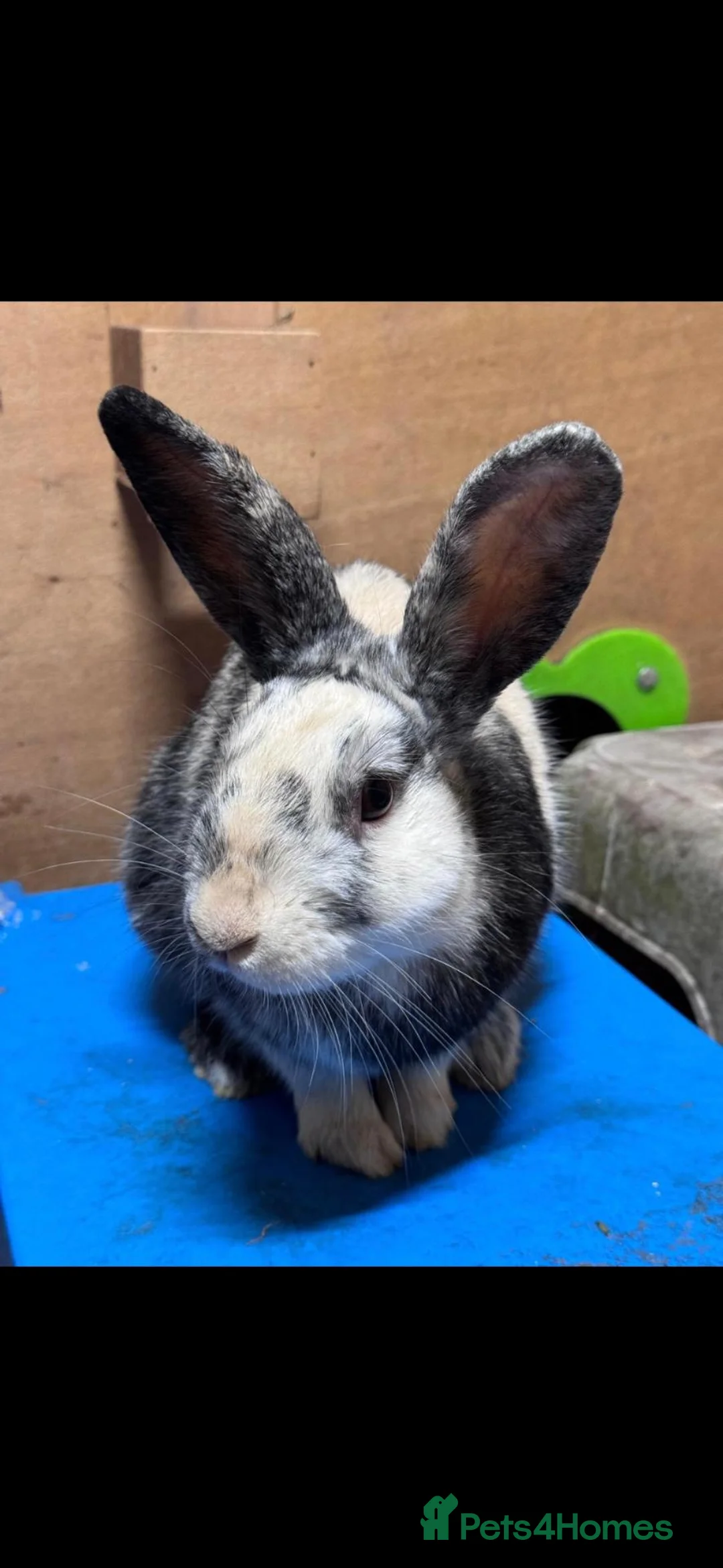 Mixed Breed rabbits for sale: Mudd Neutered and Vaccinated  - Advert 4