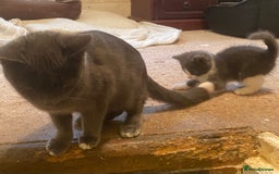 Mixed Breed cats for sale: Stunning part Siamese male kitten  - Image 9