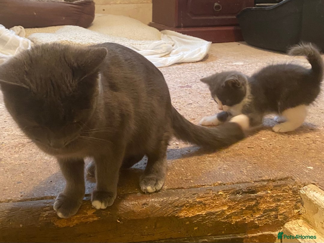 Mixed Breed cats for sale: Stunning part Siamese male kitten  - Image 9