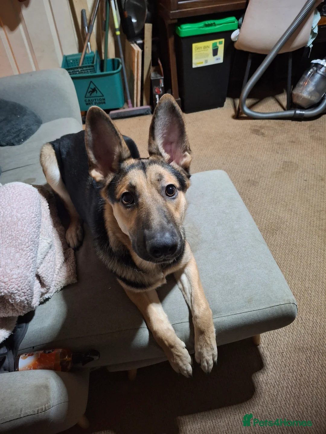 Belgian Shepherd Dog dogs for sale: Shepherd Malinois X for sale in Darlington - Advert 1