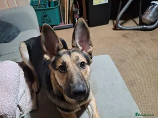 Belgian Shepherd Dog dogs Shepherd Malinois X for sale in Darlington - Advert 5