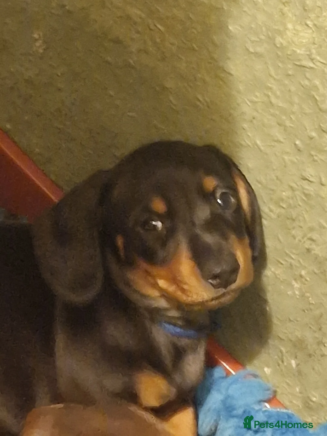 Miniature Dachshund dogs for sale: 3 miniature dachshund dogs 6 weeks - Advert 2