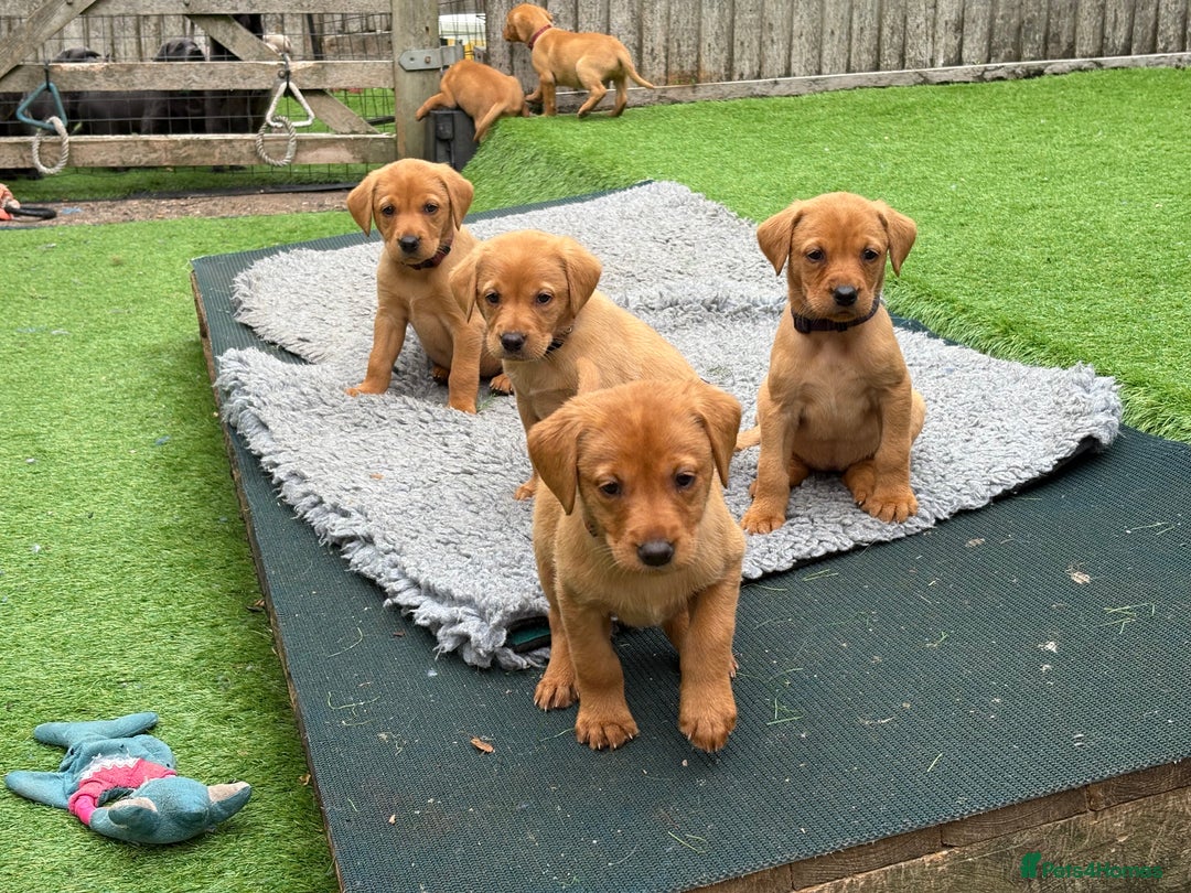 Labrador Retriever dogs for sale: Gorgeous KC Fox Red Labs - Image 15