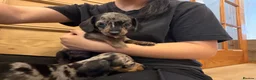 Miniature Dachshund dogs for sale: Miniature dachshunds - Advert 9