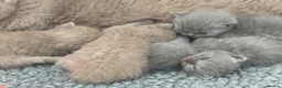 British Shorthair cats for sale: 🤍British Shorthair Kittens🤍 - Advert 11