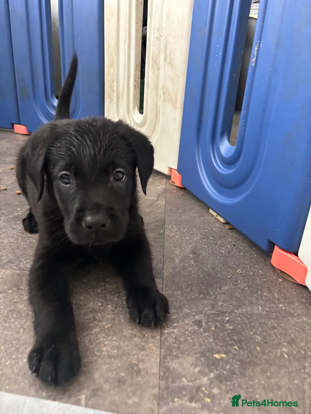 Labrador Retriever dogs for sale: Labrador puppies  - Advert 6
