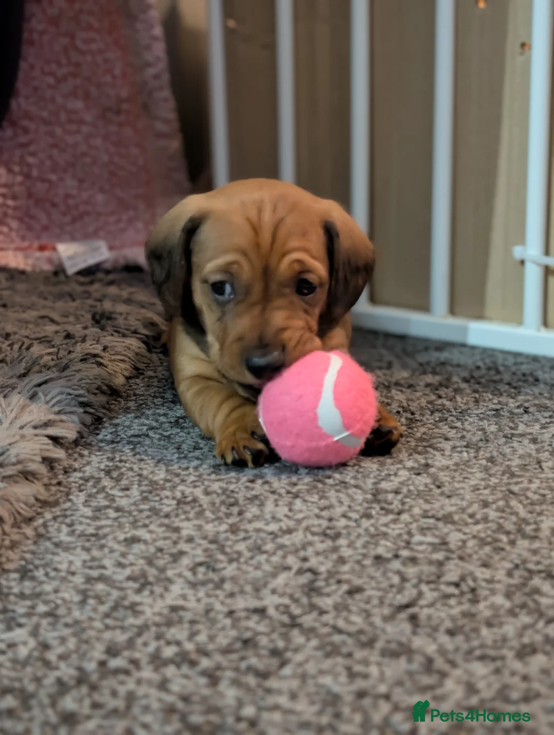 Mixed Breed dogs for sale: Dachshund cross pug puppies in Huddersfield - Advert 20