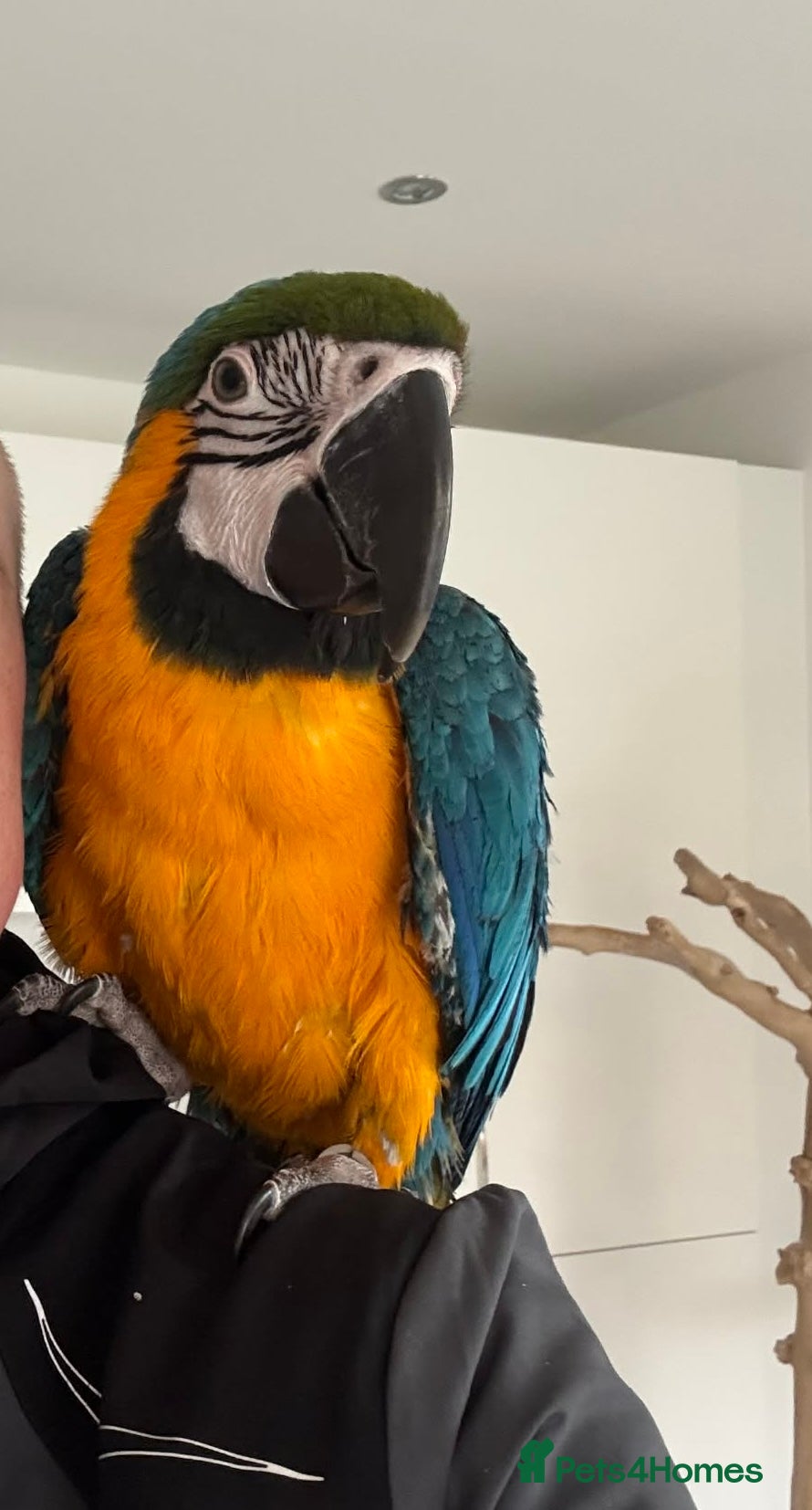 Macaws birds Blue and Yellow Macaw - Advert 15