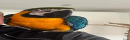 Macaws birds for sale: Blue and Yellow Macaw - Advert 1