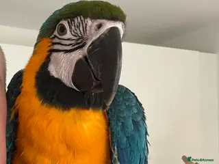 Macaws birds Blue and Yellow Macaw - Advert 5