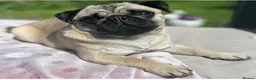 Pug dogs for sale: Pug boy 4 years old  - Advert 1