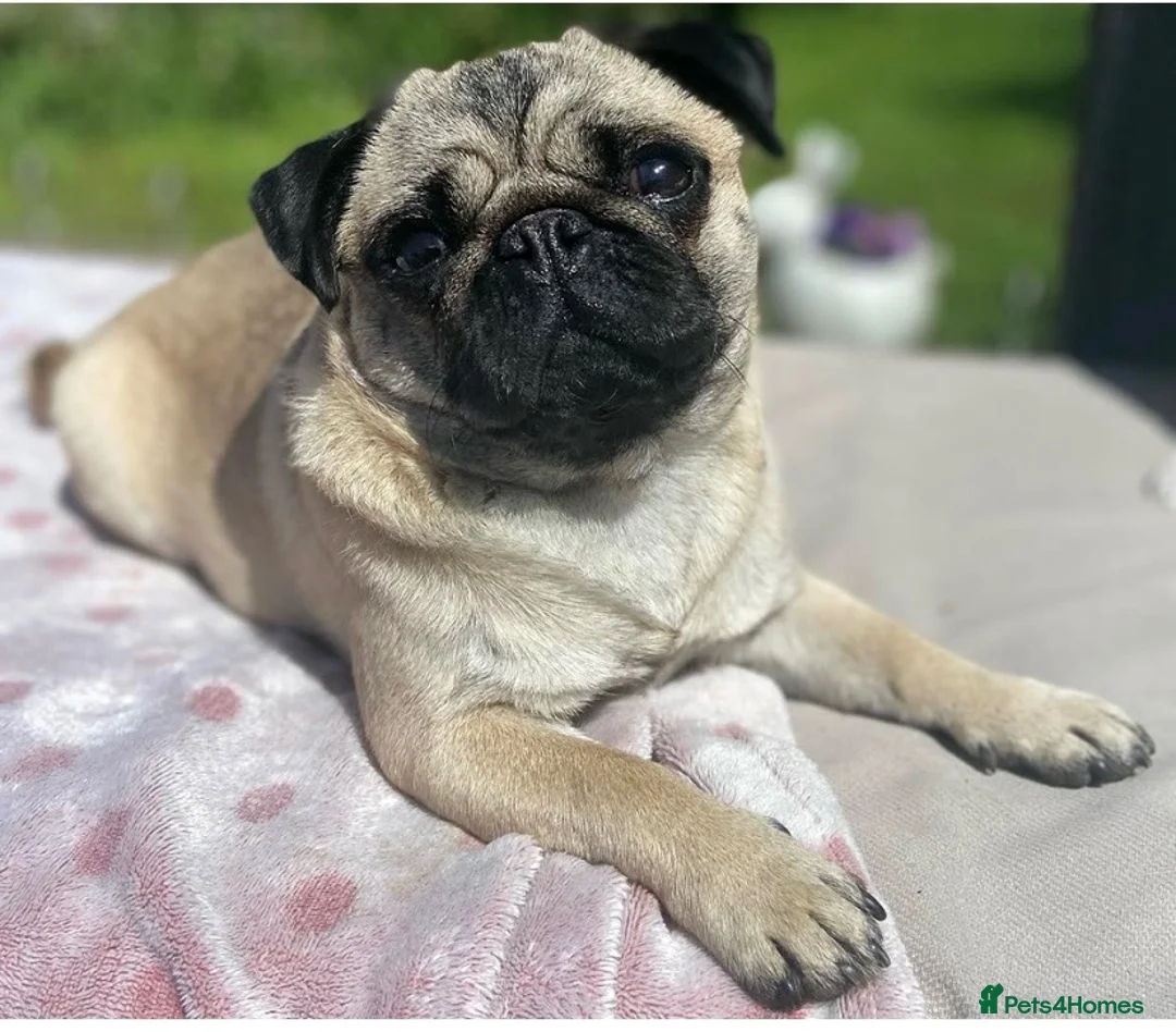 Pug dogs for sale: Pug boy 4 years old  - Advert 1