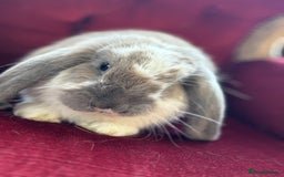 English rabbits for sale: Lovely boy for sale mini lop  in Doncaster - Image 2