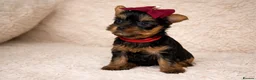 Yorkshire Terrier dogs for sale: True Mini Yorkie Puppies - Advert 4