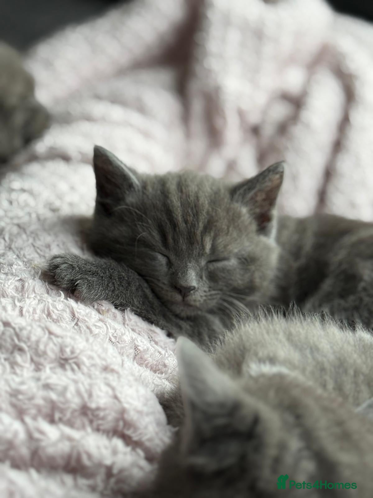 British Shorthair cats 1 Boy Left Beautiful British shorthair kittens  - Advert 17