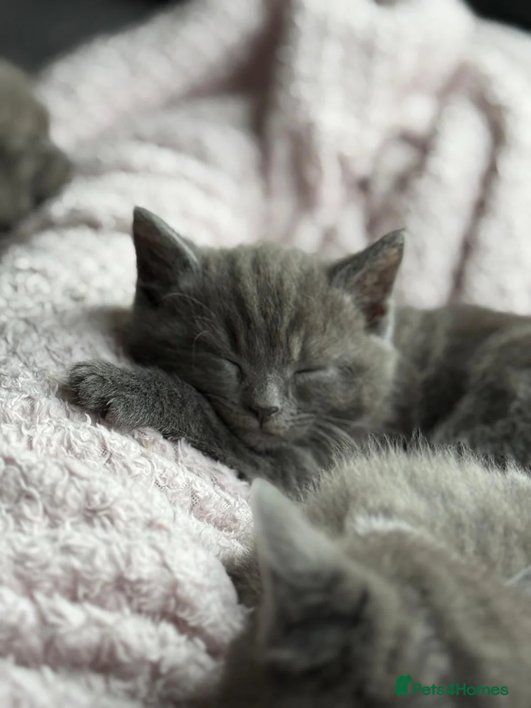 British Shorthair cats for sale: 1 Boy Left Beautiful British shorthair kittens  - Advert 1