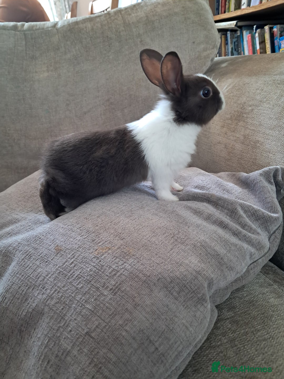 Dutch rabbits for sale: Pair of female baby Dutch rabbits for sale - Image 4