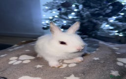 Netherland Dwarf rabbits for sale: 7 netherland dwarf baby bunnies  - Advert 5