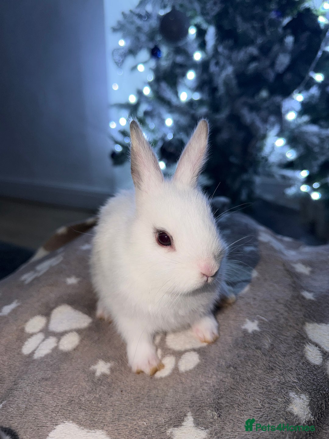 Netherland Dwarf rabbits for sale: 7 netherland dwarf baby bunnies  - Advert 5