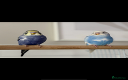 Budgerigars birds for sale: 2x budgies with complete set up cage purple blue - Image 3