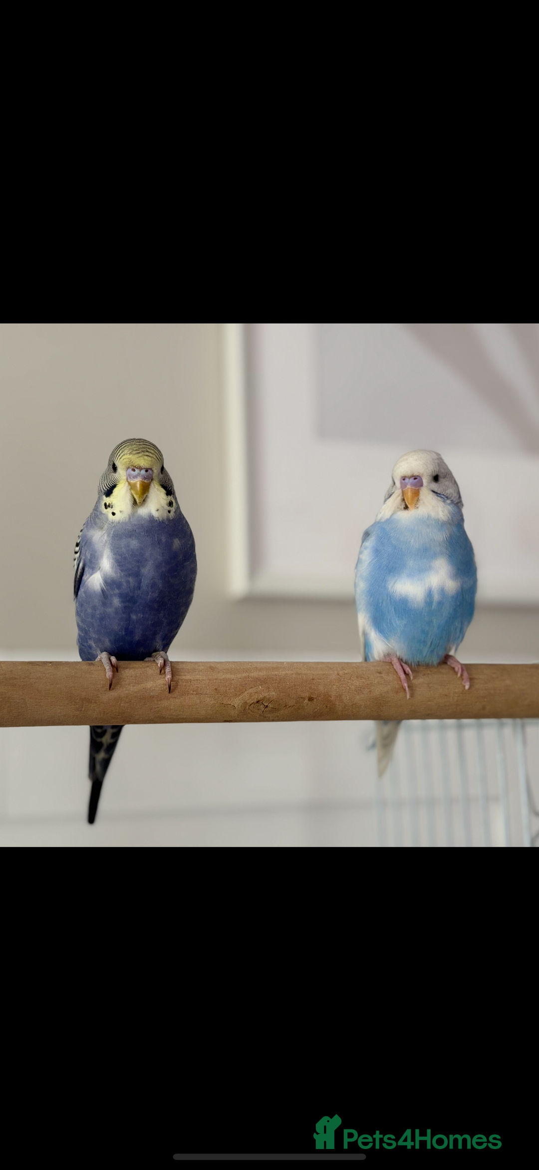Budgerigars birds for sale: 2x budgies with complete set up cage purple blue - Image 3