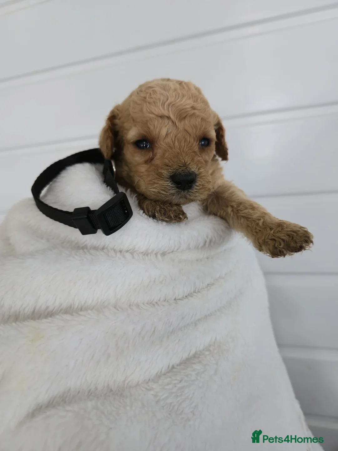 Cockapoo dogs for sale: F1b cream and red cockapoos miniature dad - Advert 2
