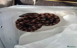 Boa Snake reptiles for sale: Brazilian rainbow boa babies  - Image 4