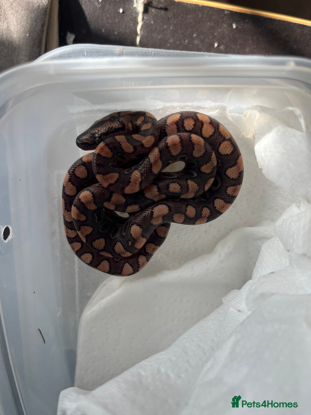 Boa Snake reptiles for sale: Brazilian rainbow boa babies  - Image 4
