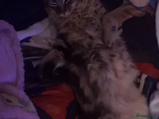 Mixed Breed cats Male Cat - Advert 13