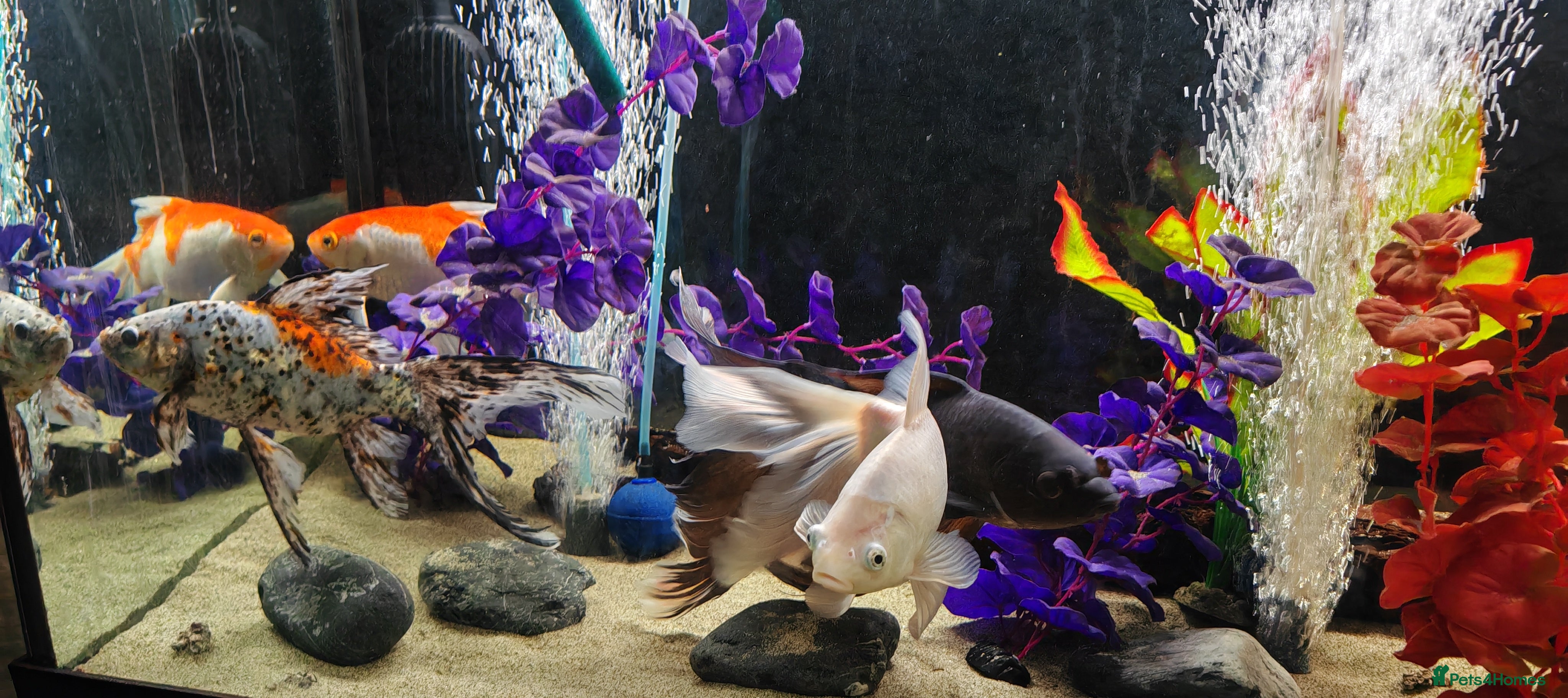 Goldfish fish Gold Fish sarasa, comets and shubunkin  - Advert 1