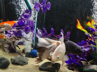 Goldfish fish Gold Fish sarasa, comets and shubunkin - Advert 1