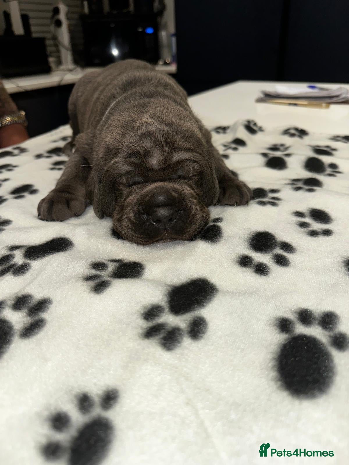 Cane Corso dogs for sale: Cane corso puppies  - Advert 13